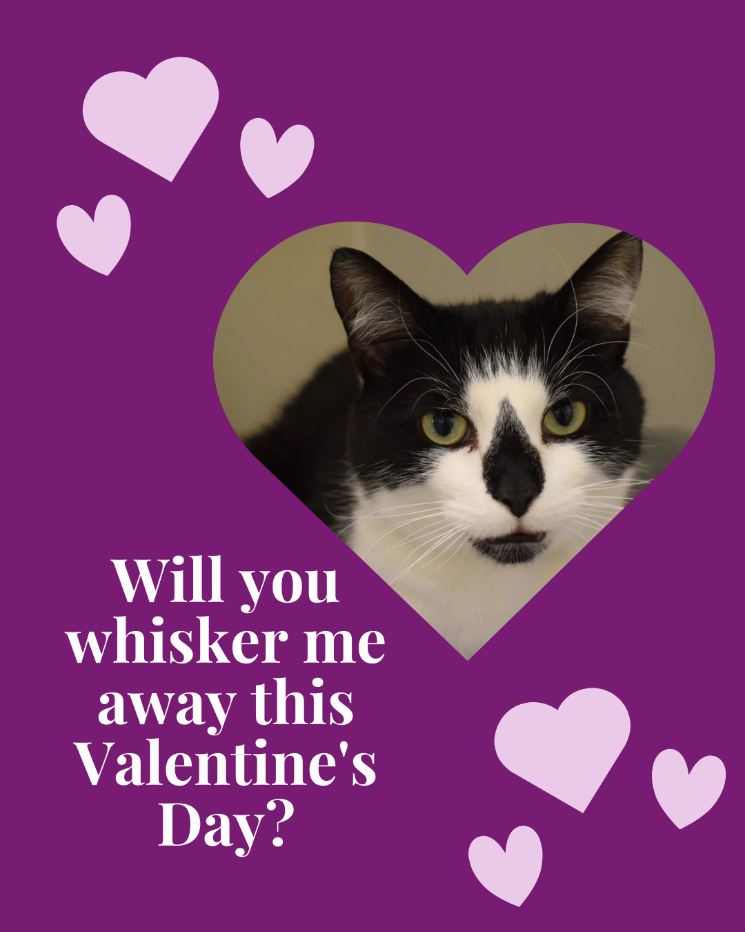 Valentine's Day 2026 - image 1